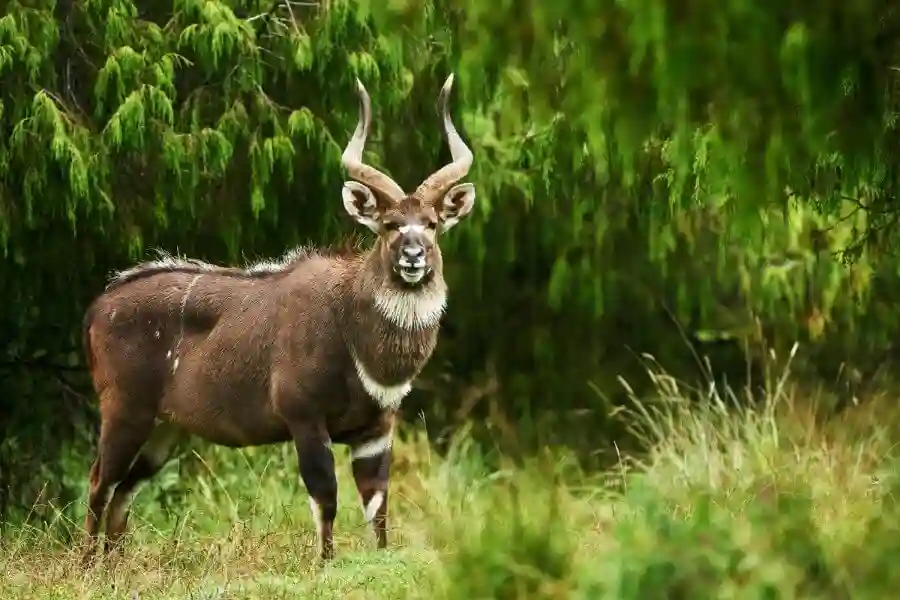 Bale Mountains National Park – Ethiopian Wolves & Alpine Landscapes