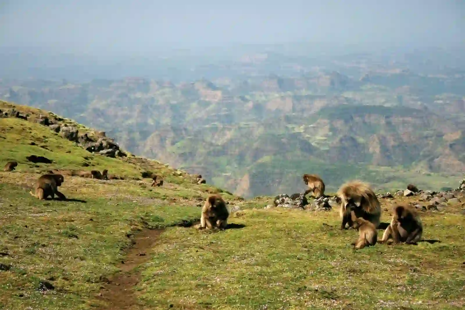 Simien Mountains – Dramatic Highlands & Wildlife Treks